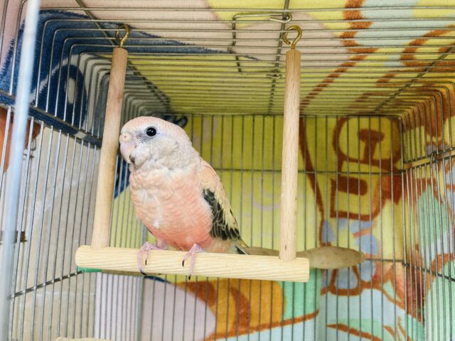 まったりおっとり🧡ローズ秋草インコさんです🧡 アキクサインコ(秋草インコ)