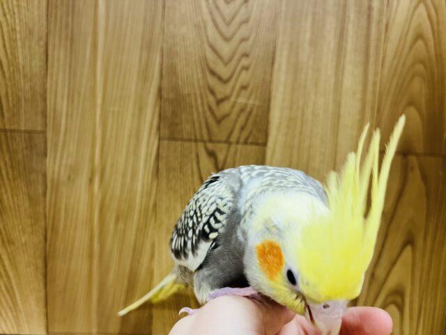 オカメインコ