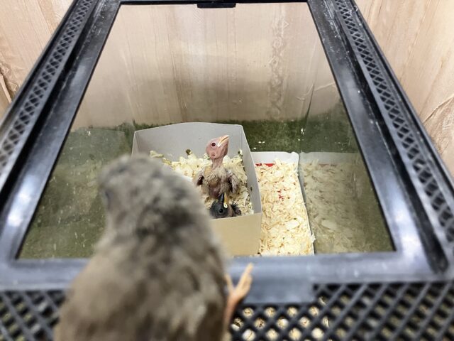 錦花鳥（キンカチョウ）