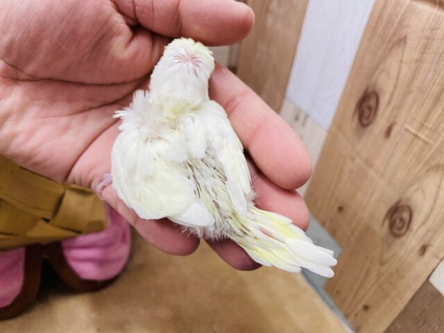 羽衣セキセイインコ