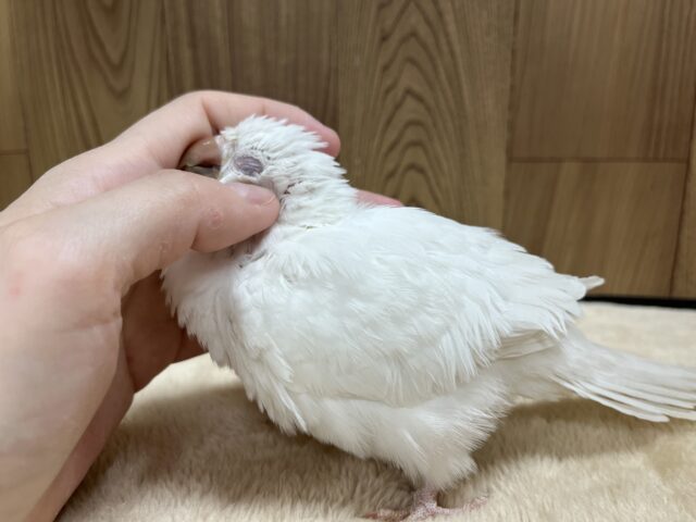 【動画更新🪄とってもお利口さん☆】天使みたい♡かわいすぎるオキナインコ(アルビノ)ヒナ オキナインコ