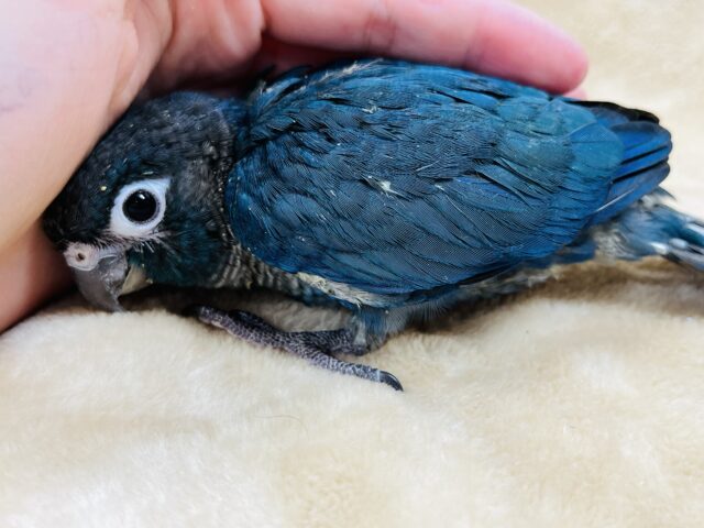 ホオミドリウロコインコ