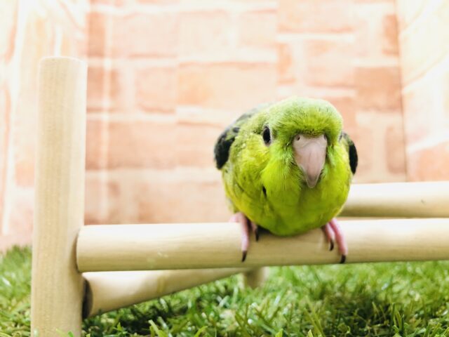 サザナミインコ
