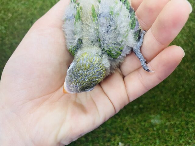 ルリゴシボタンインコ