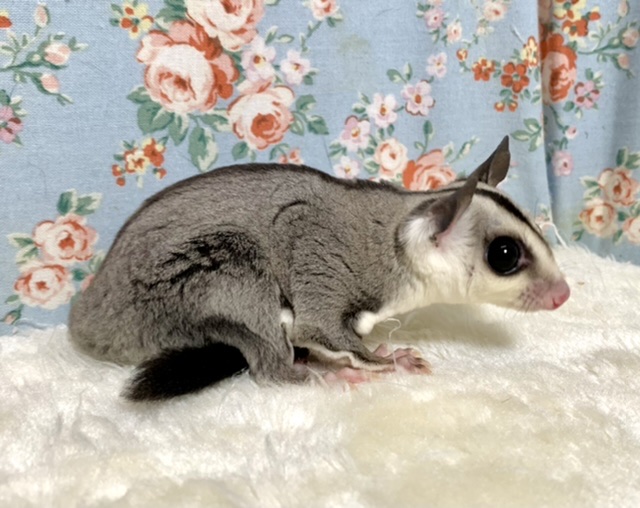 フクロモモンガ