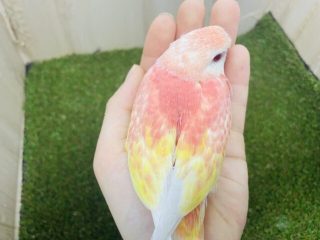 アキクサインコ（秋草インコ）