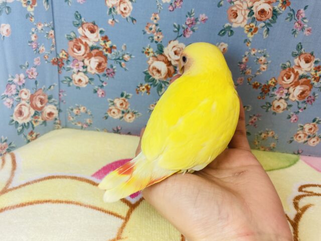 コザクラインコ（小桜インコ）