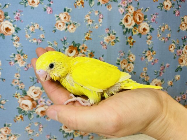 セキセイインコ