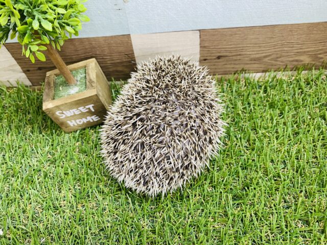 ハリネズミ（ヨツユビハリネズミ）