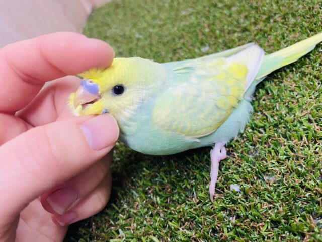 セキセイインコ