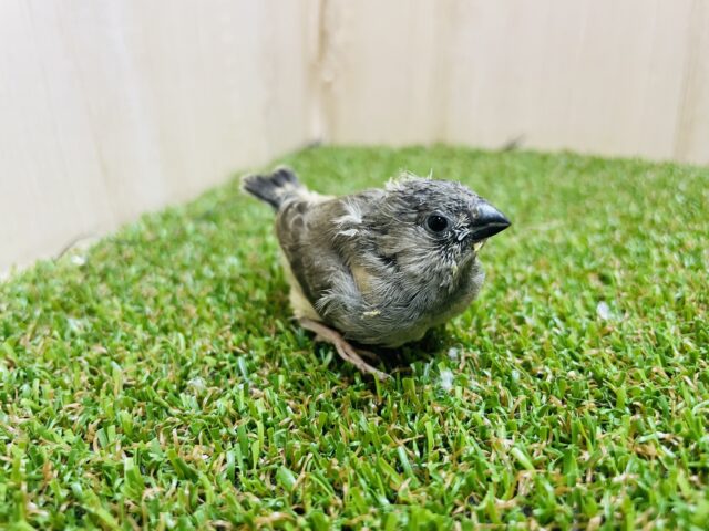 錦花鳥（キンカチョウ）