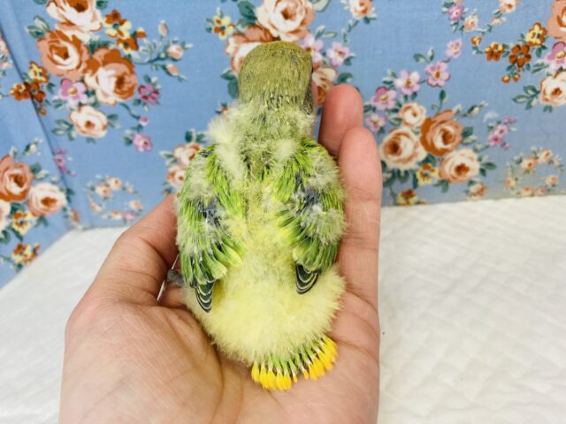 コザクラインコ（小桜インコ）