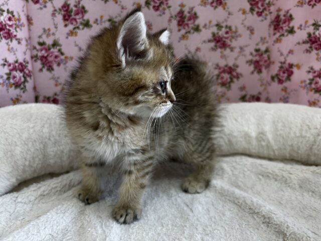 きゅん❤️なミヌエットちゃんいますよ✨️ ミヌエット