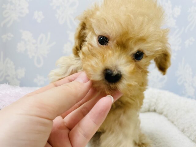 トイプードル