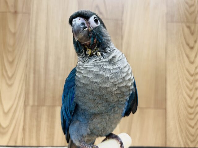 ホオミドリウロコインコ