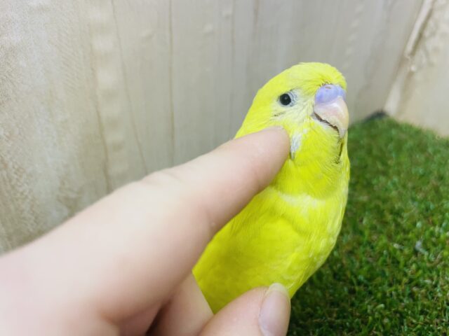 ジャンボセキセイインコ