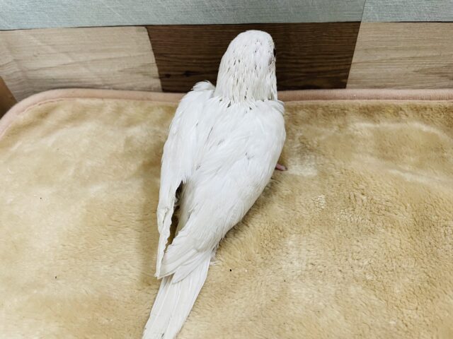 オキナインコ