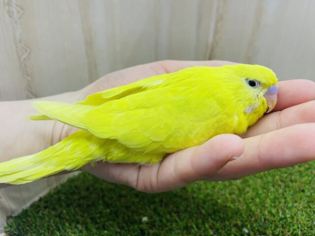 ジャンボセキセイインコ