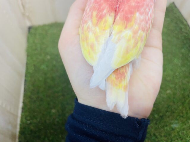 アキクサインコ（秋草インコ）