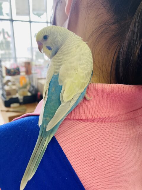 セキセイインコ