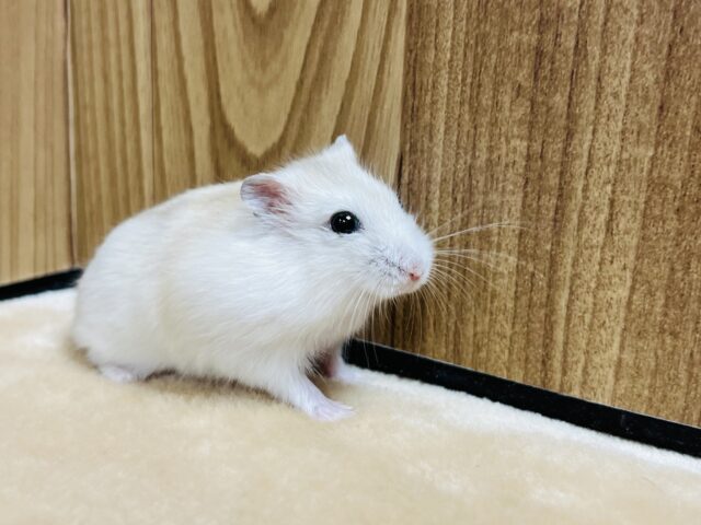 ドワーフハムスターの1種