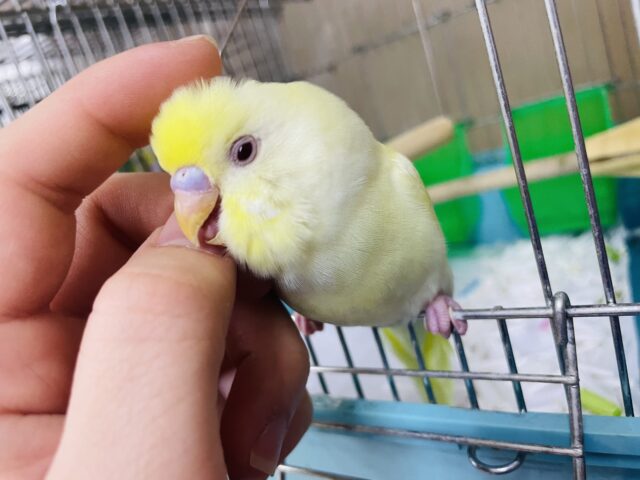 セキセイインコ