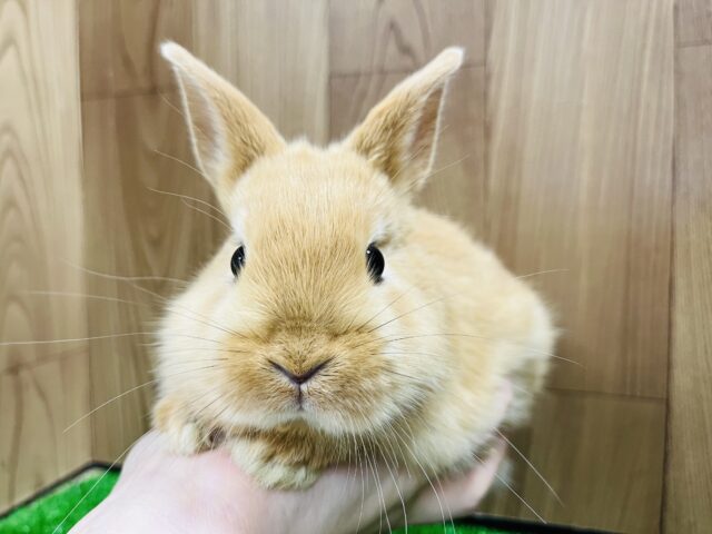 ネザーランドドワーフ