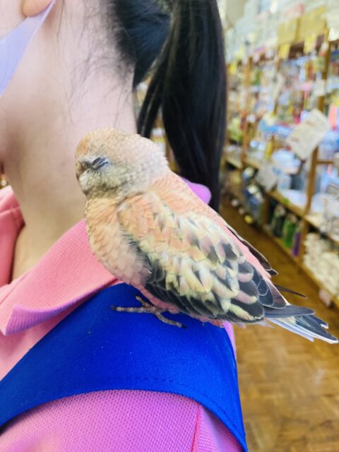 まったりおっとり🧡ローズ秋草インコさんです🧡 アキクサインコ(秋草インコ)