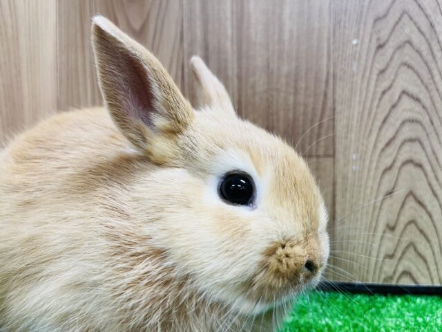 ネザーランドドワーフ