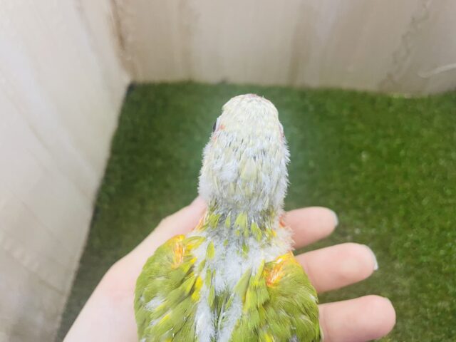 ホオミドリウロコインコ