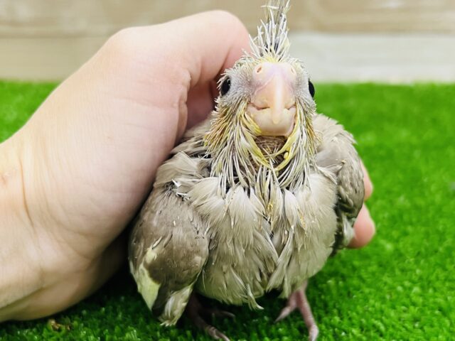 オカメインコ