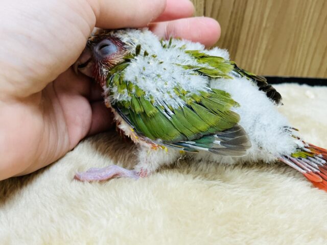 ホオミドリウロコインコ