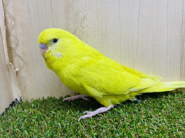 ジャンボセキセイインコ