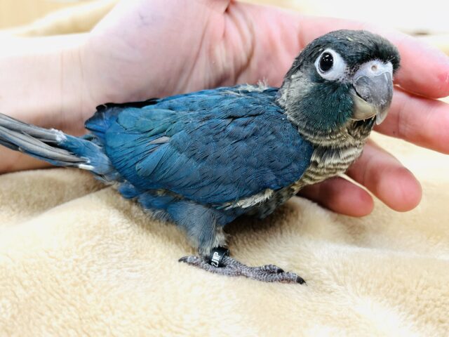 ホオミドリウロコインコ