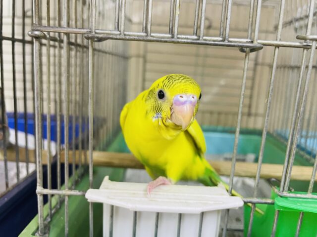 セキセイインコ