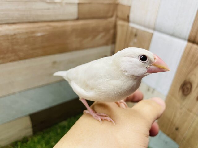 シルバー文鳥