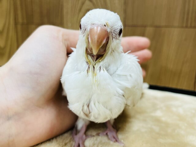 【動画更新🪄とってもお利口さん☆】天使みたい♡かわいすぎるオキナインコ(アルビノ)ヒナ オキナインコ