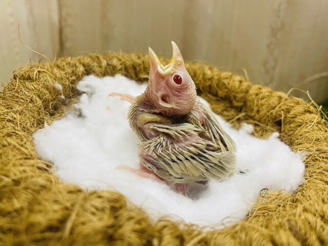シナモン文鳥