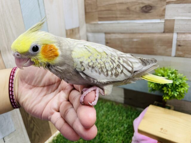 オカメインコ