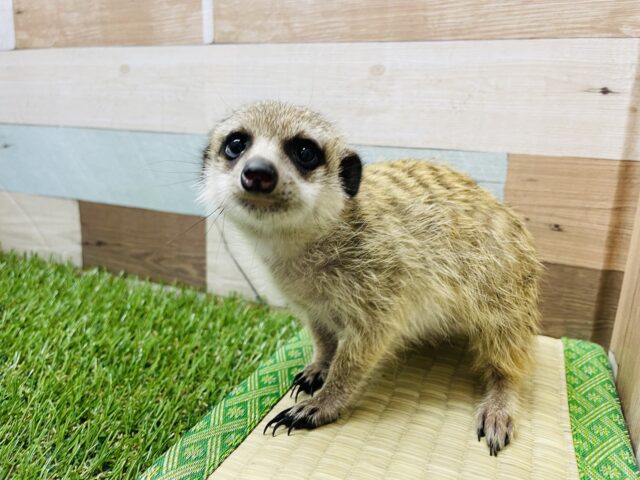 ミーアキャット