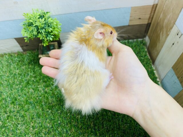 ゴールデンハムスター