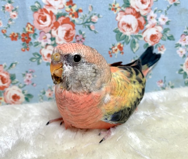 アキクサインコ（秋草インコ）