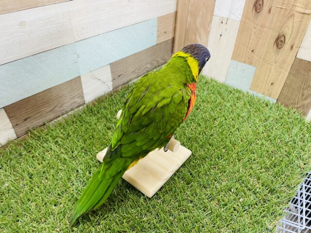 ゴシキセイガイインコ