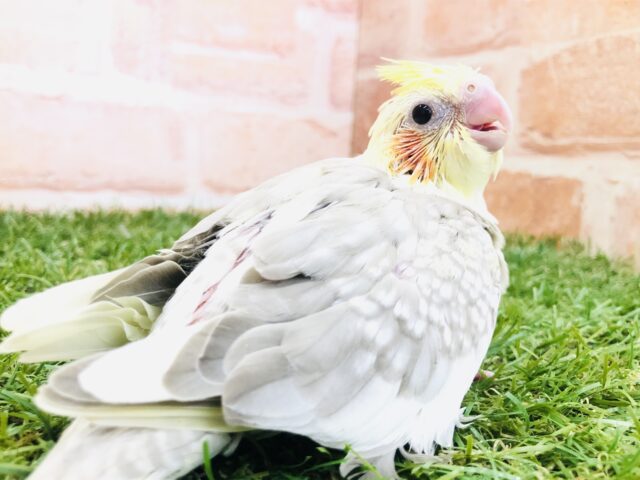 オカメインコ