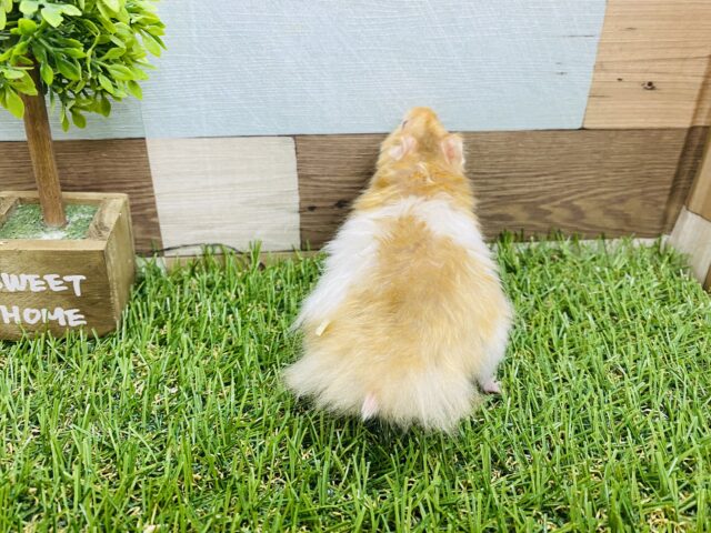 ゴールデンハムスター