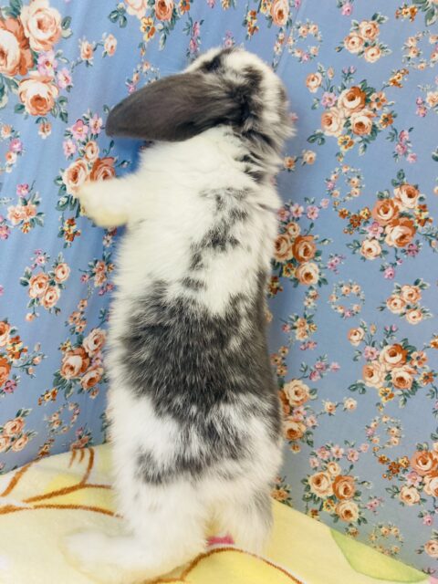 ロップイヤーラビット