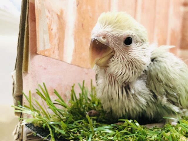 コザクラインコ（小桜インコ）