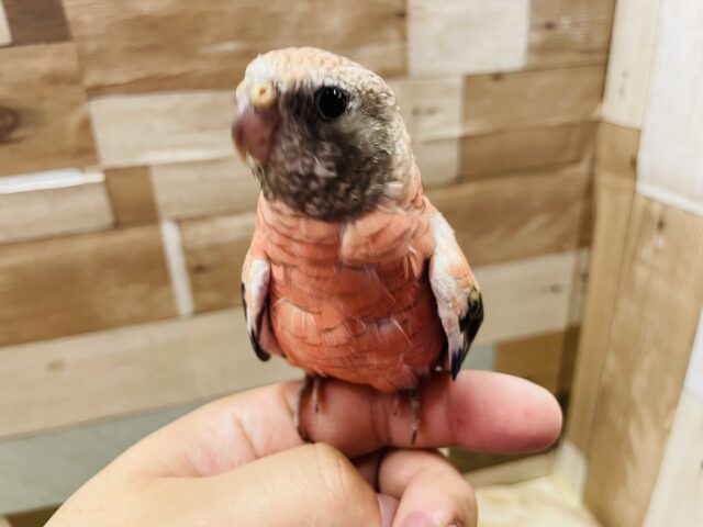 アキクサインコ（秋草インコ）