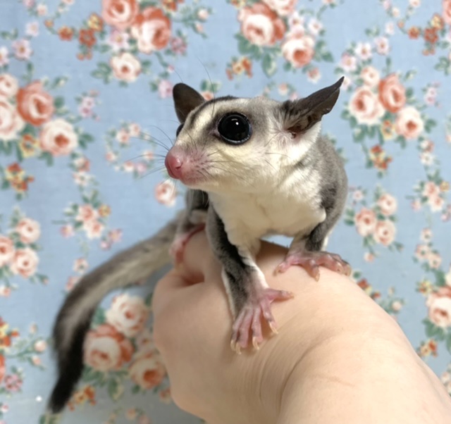 フクロモモンガ