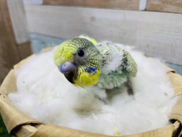 セキセイインコ